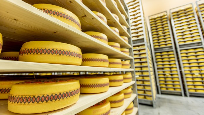 many yellow cheese wheels on wooden shelfs
