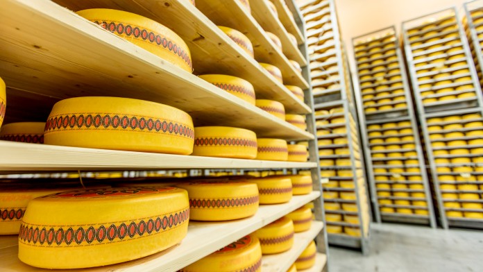 many yellow cheese wheels on wooden shelfs