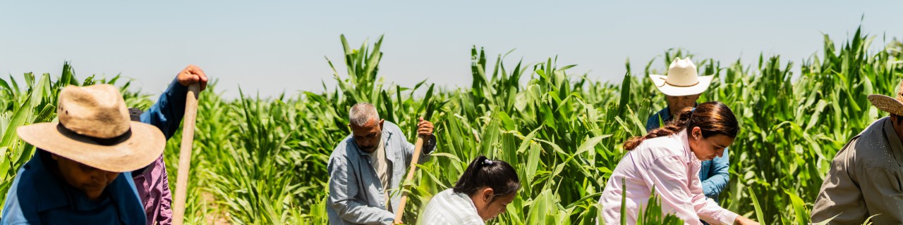 Landwirte bei der Ernte
