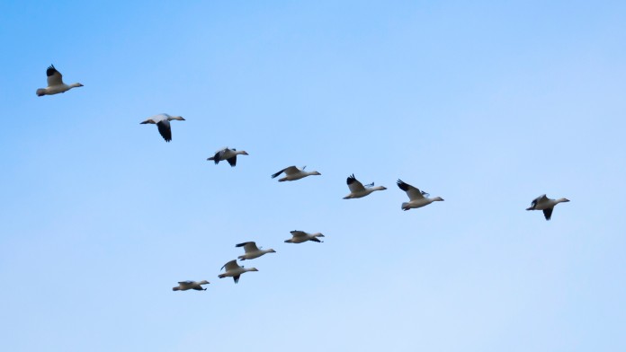 Flock of geese flying