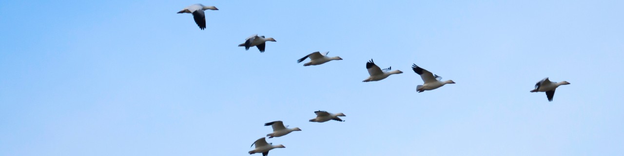 Vögel fliegen am blauen Himmel