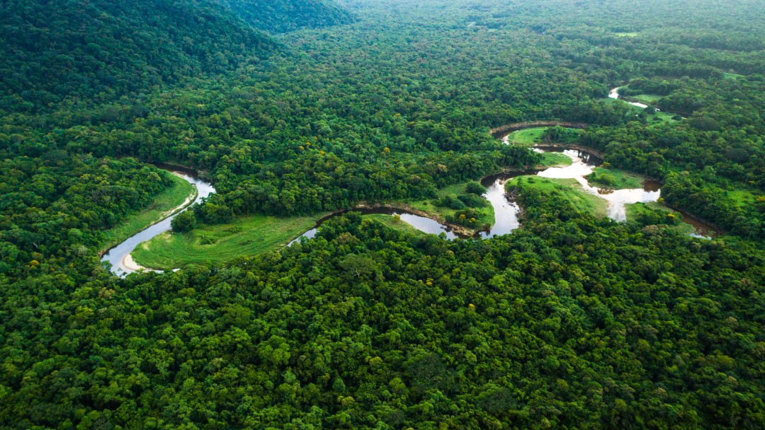Fluss im tropischen Regenwald