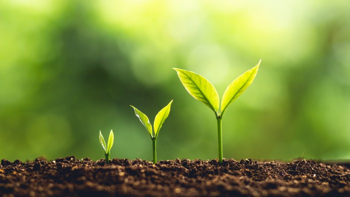 Three growing trees in nature