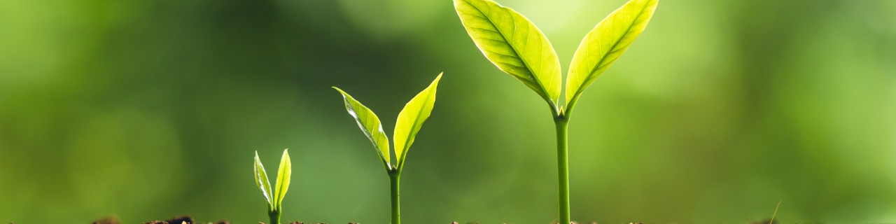 three growing trees on the ground